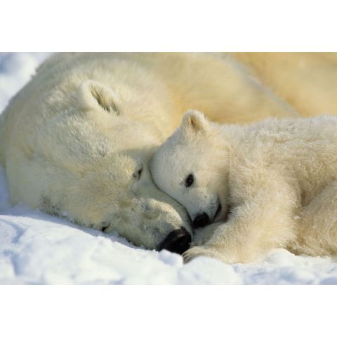 Komar Polar Bears 1-605