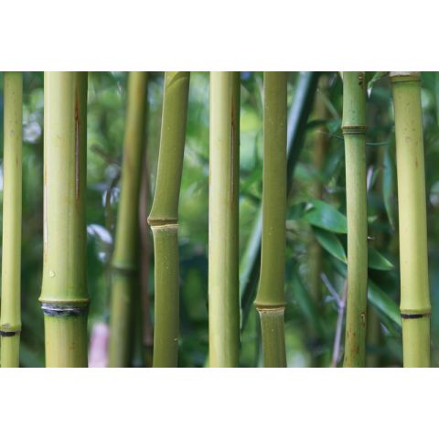 AP Digital Bamboo 133
