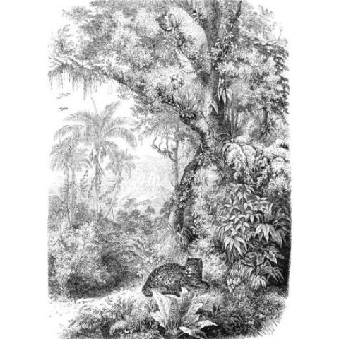 Esta Paradise - Leopard in Jungle 158945