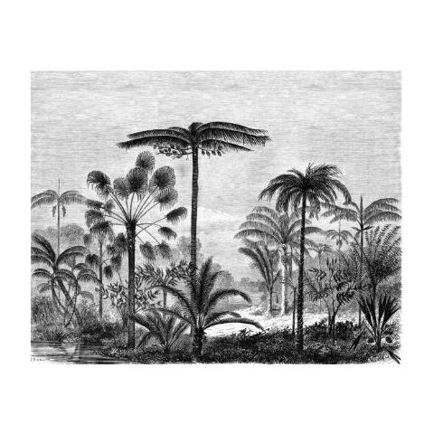 Esta Paradise - Palm Trees Engraving 158952