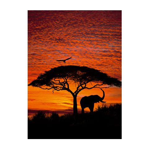  Komar African Sunset 4-501