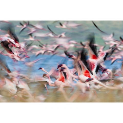 AP Digital II Kenya Flamingos 500