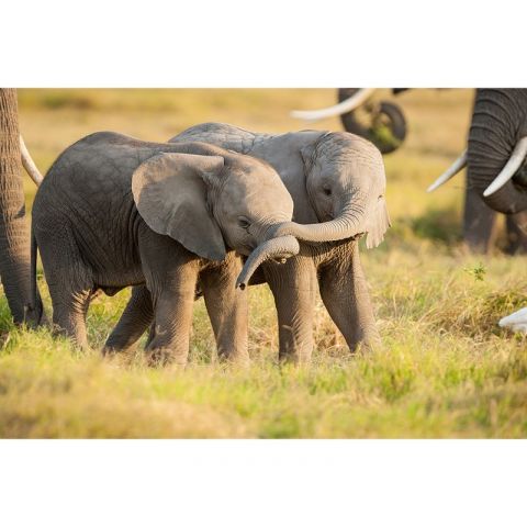 AP Digital II Kenya Little Elephants 501