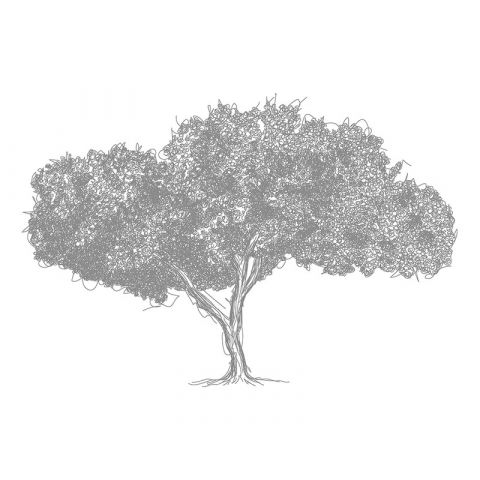 AP Digital II Tree Sketch 535