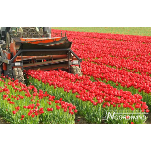 Farm Life Tulip Field
