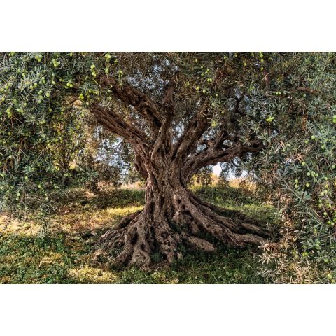 Komar Olive Tree 8-531