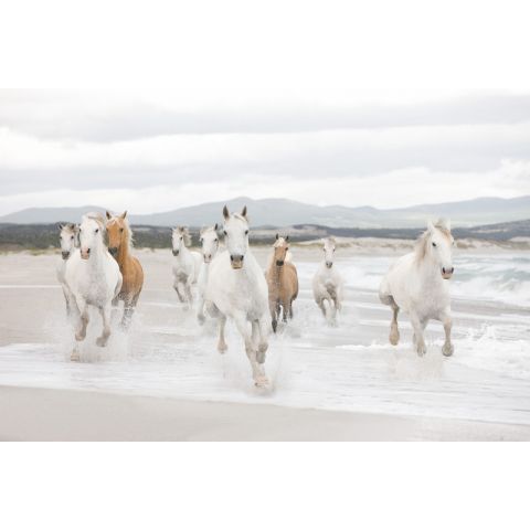 Komar White Horses 