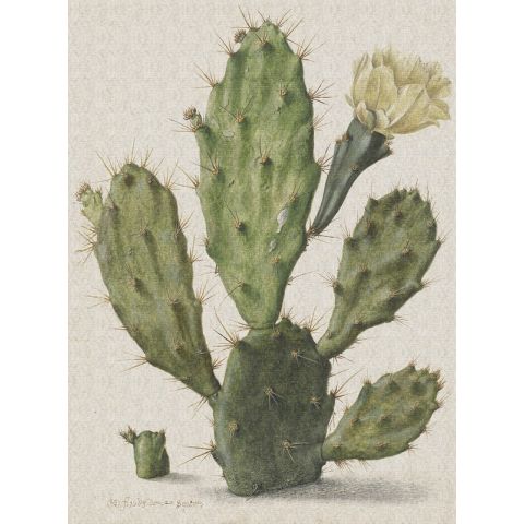 Dutch Wallcoverings Painted Memories Blooming Cactus
