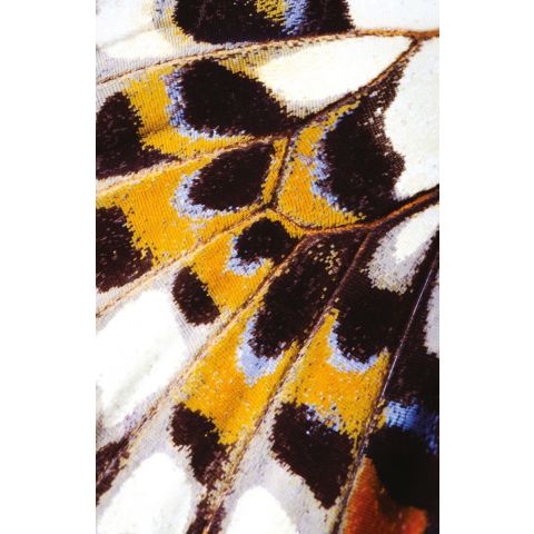 Casadeco Nicaragua Mariposa L