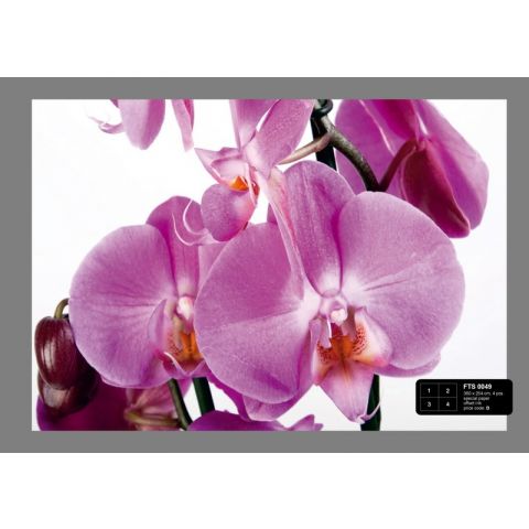 Orchid FTS 0049