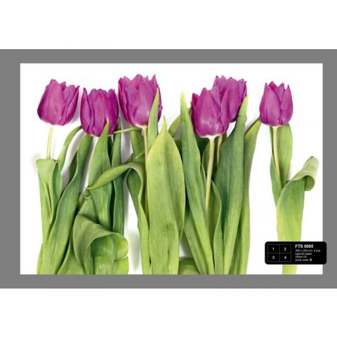 Tulips FTS 0065