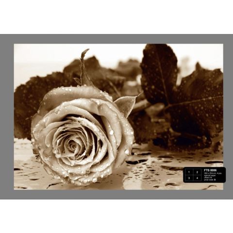 Sepia Rose FTS 0086