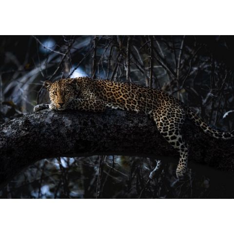 Komar Into Adventure - National Geographic Panthera IANGX8-027