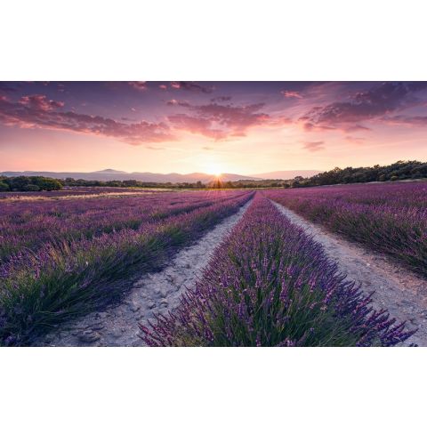 Komar Wanderlust - Lavender Dream SHX9-052